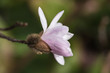 natural pink magnolia flower, closeup, magnolia, bladoróżowe pąki, kwiaty
