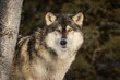 Grey Wolf (Canis lupus) Peers Around Tree