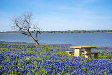 Picnic Table Surrounded By Blooming Texas Bluebonnet Flowers By A Lake In Springtime. Lonely Tree And Blue Sky Background.