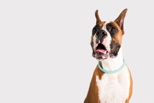Purebred Boxer With Cropped Ears