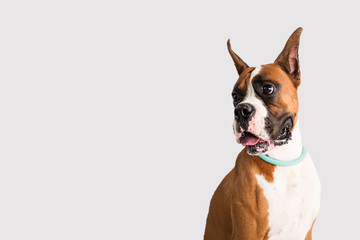 Wall Mural - Purebred Boxer with Cropped Ears