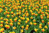 Fototapeta  - Field of mixed 2 colors, yellow and red, tulip from top view