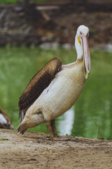 Wall Mural - One Pelican bird