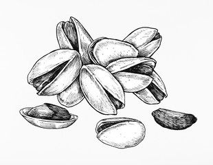 Wall Mural - Hand drawn pistachio isolated on white background