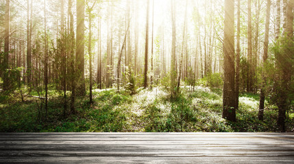 Poster - Forest. Wild plants and trees