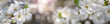 panorama spring flowers  apricot on branches of a apricot tree