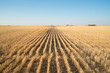 Rows of stubble in the fall after the wheat crop has been harvested
