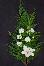 White Asiatic Lily And Mock Orange Blossoms On Christmas Greenery