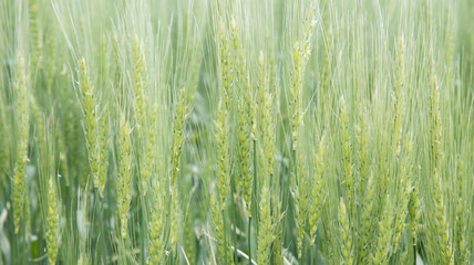 Close up of green heads of bearded winter wheat in a farmer's field in summer in Saskatchewan Canada