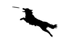 Illustration Of Isolated Real Looking Dog Jumping And Catching Disc. Silhouette On White Background.