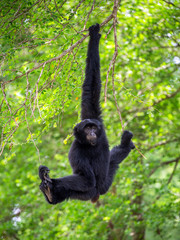 Wall Mural - Siamang ( Giant Muntjac, or Black Gibbons )are hanging on trees in a natural setting.