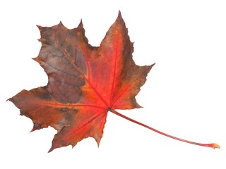 Wall Mural - leaf on white