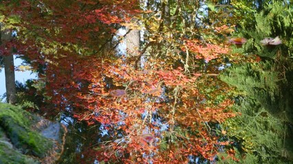Wall Mural - amazing lake in the autumn park. nature video. park landscape. washington park arboretum, seattle, w