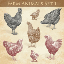 Vector Farm Animals Engraving Set1. Chickens And Roosters
