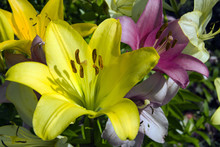 Yellow And Pink Garden Lily