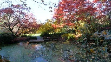 Wall Mural - amazing lake in the autumn park. nature video. park landscape. washington park arboretum, seattle, w