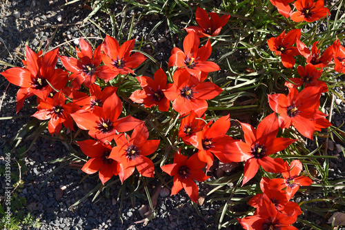 Plakat Tulipa linifolia czerwona z Azji Środkowej na wiosnę