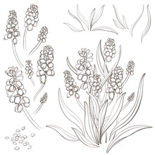 Muscari - Spring Flowers, Isolated On White Background. Hand-drawn Illustrations.  