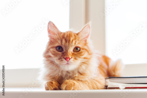 Zdjęcie XXL Śliczny imbirowy kota obsiadanie na nadokiennym parapecie. Przytulne tło domu z domowych puszyste zwierzątko.