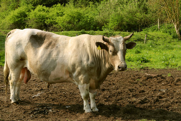 Wall Mural - Bull grazing in a meadow. Jutland race.