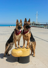 Funny German Shepherd with glasses. Dogs have red bandanas on their necks. Dogs standing on the front paws near seaport. Age of the dogs - 8 and 15 months