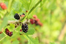 Wild Mulberries Ripening On A Leafy Branch. Ripe, Black Mulberry With Other Colorful Berries In The Background. Concepts Of Food, Fresh, Gardening
