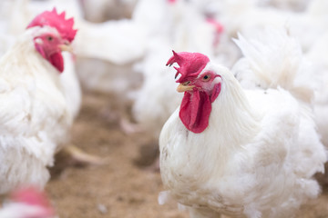 Poultry farm business for the purpose of farming meat or eggs for food from, White chicken Farming feed in indoor housing