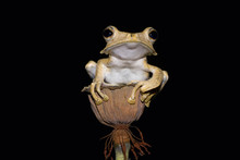Close Up Of Frog Sitting On Plant Against Black Background