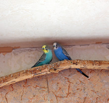 Two Undulating Parrots