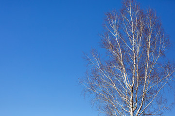 beautiful tree on a blue sky background