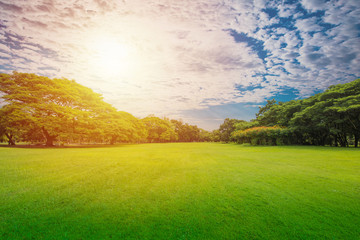 Wall Mural - Green grass green trees in beautiful park white Cloud blue sky in sunrise.