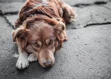 Close-up Portrait Of Cute Sad Or Unhappy Chained Brown Or Red Dog Lying Or Resting On Old Village Yard. Emotions And Feelings Of Dog, Hurt, Sadness, Loneliness