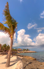 Wall Mural - Tropical white sand beach with palm tree