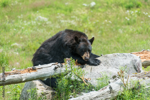 Black Bear Sleeping On A Log Buy This Stock Photo And Explore Similar Images At Adobe Stock Adobe Stock
