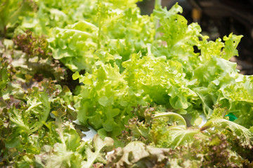 Wall Mural - Green Oak salad plant, hydroponic vegetable leaves