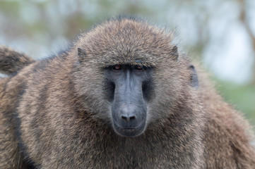 portrait of a huge male baboon