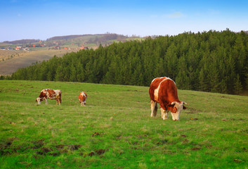 Canvas Print - Cows grazing on pasture