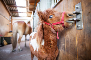 Wall Mural - Portrait of a Shetlandpony in a stable