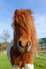 Wall Mural - Portrait of a Shetlandpony on a green meadow