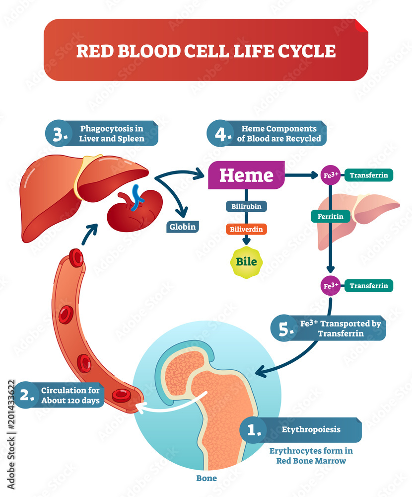 Red Blood Cell Rotation Red blood cell life cycle medical vector illustration diagram with ...
