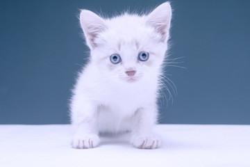 White kitten with blue eyes