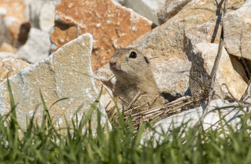 Wall Mural - European ground squirrel standing on the meadow