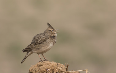 Crested Lark