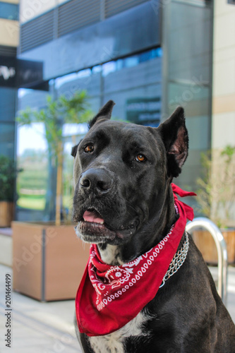 bandana on dog's neck