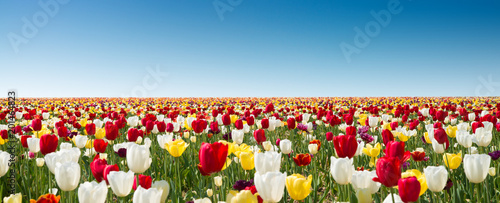 Plakat Pole tulipanów - pole tulipanów