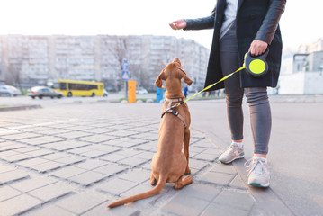 Wall Mural - Dog on a leash and the owner against the background of the city. Evening walks with a dog. Pets concept