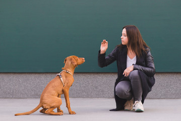 Canvas Print - The girl is training the puppy on a dark background. The dog and the owner play against the background of the wall. Magyar Vizsla breed