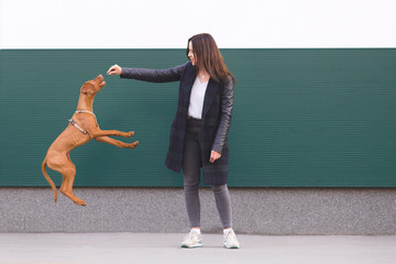 Wall Mural - The owner trains the dog. A girl playing with a beautiful young dog against the background of the wall. Pets concept. Magyar Vizsla breed