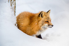 Brown Fox Was Sleeping And Walking On Snow Ground So Cute But Feral. There Are Too Many Foxes With Hungry Face In Fox Village