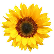 Wonderful Sunflower (Helianthus Annuus) Isolated On White Background, Including Clipping Path. Germany